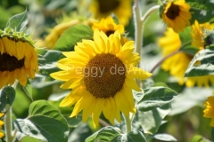 Sunflower-One-Breeze-3998