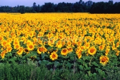 Sunflowers-Field-225