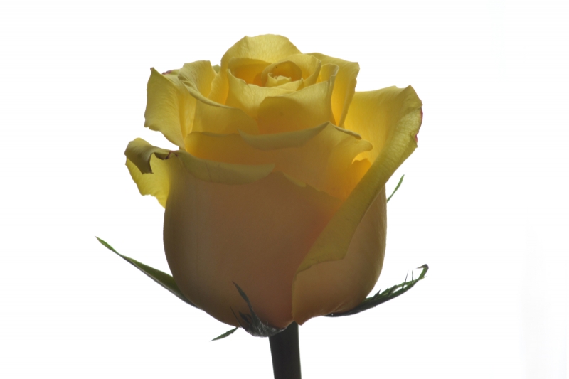 Flower Rose Yellow #3207
