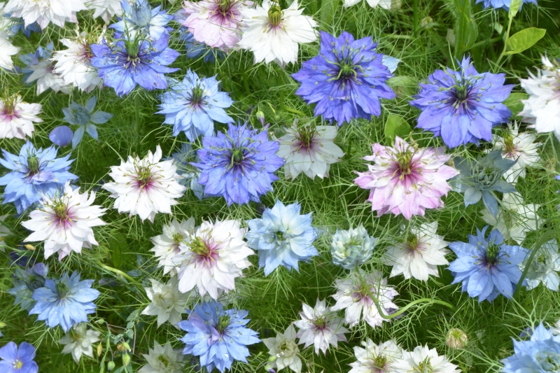 Flowers Blue Sally #3211