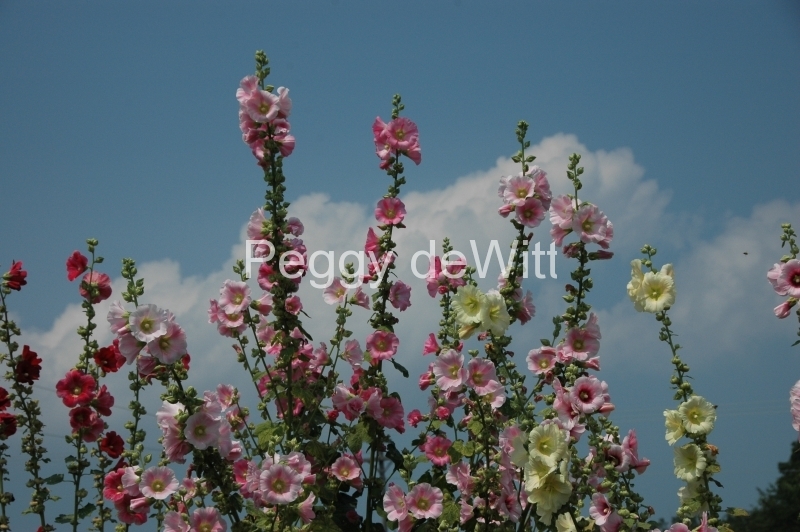 Flowers Hollyhocks Blue Sky #961