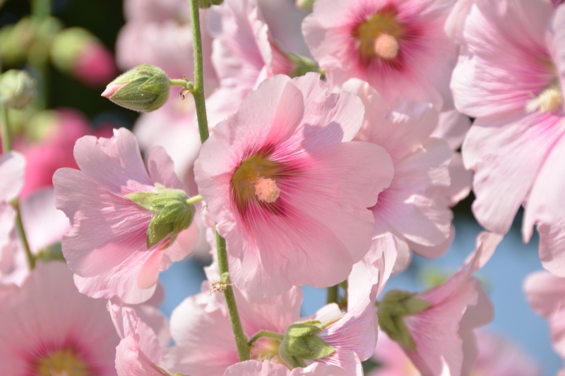 Flowers Hollyhocks Pink Closeup #3226