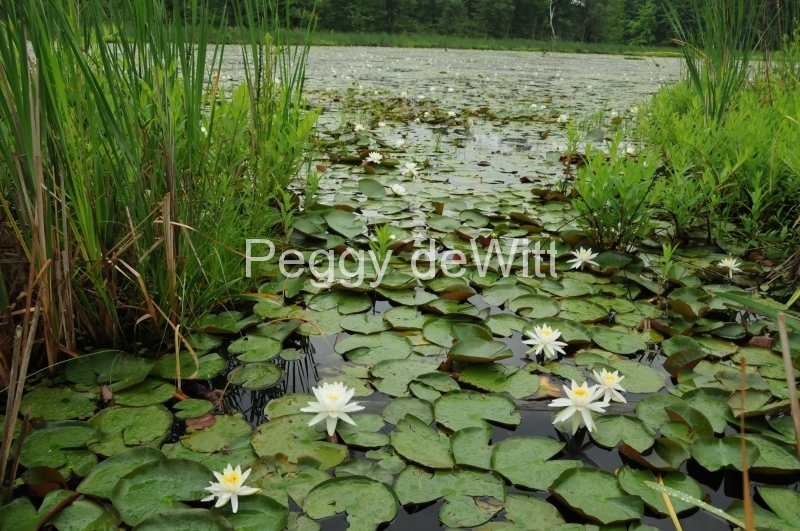 Flowers Lily Pad Marsh #1664