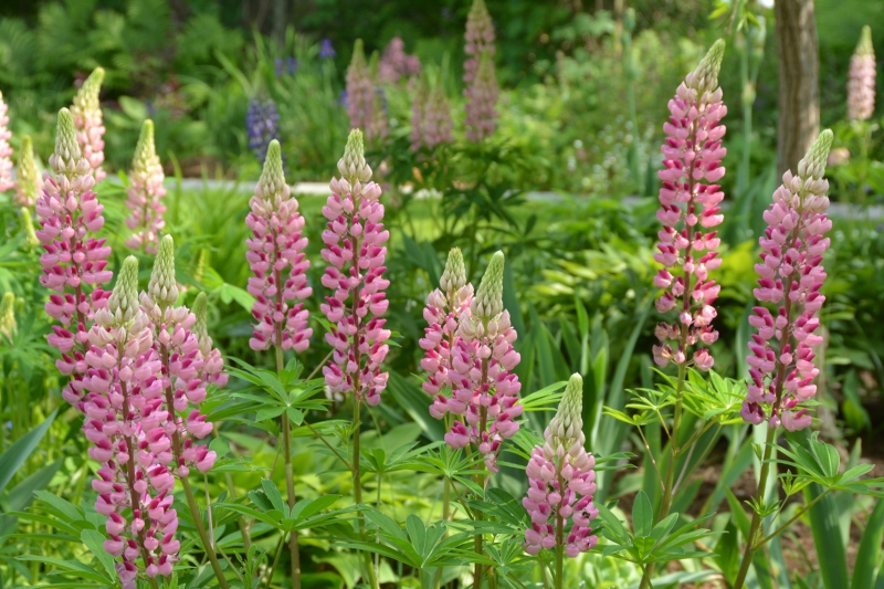Flowers Lupins Pink #3218