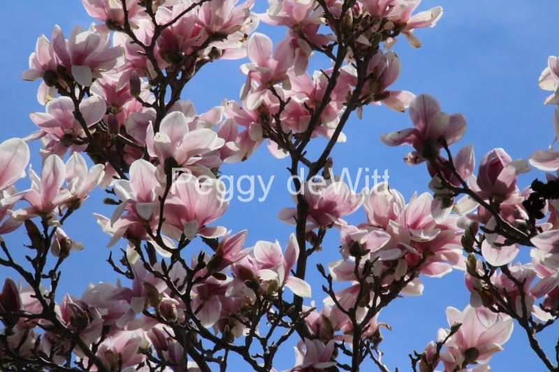 Flowers Magnolia Tree #3231