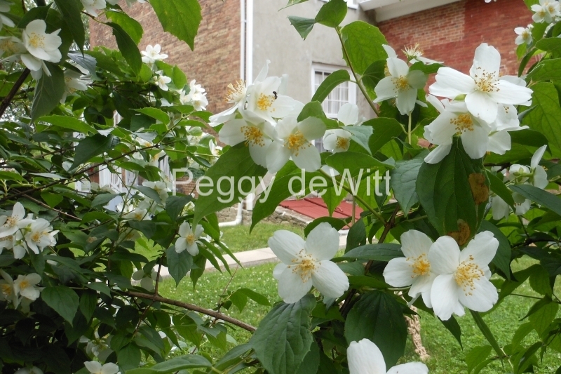 Flowers White Macaulay House #3219