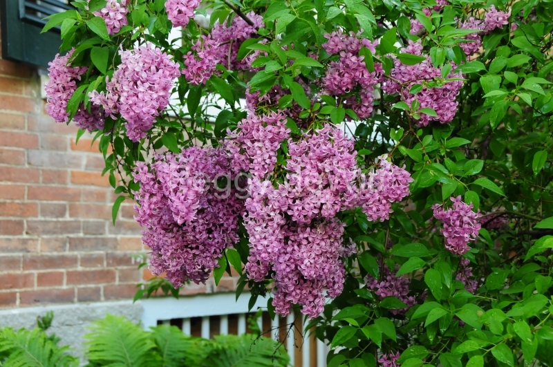 Lilacs Picton Macaulay House #2569
