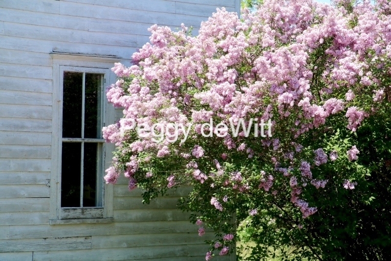 Lilacs Window Closeup #3589