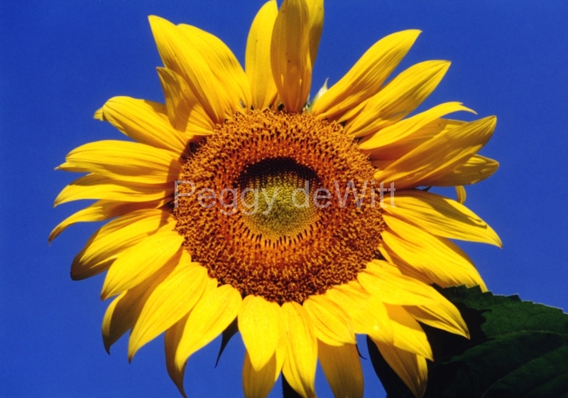 Sunflower #227