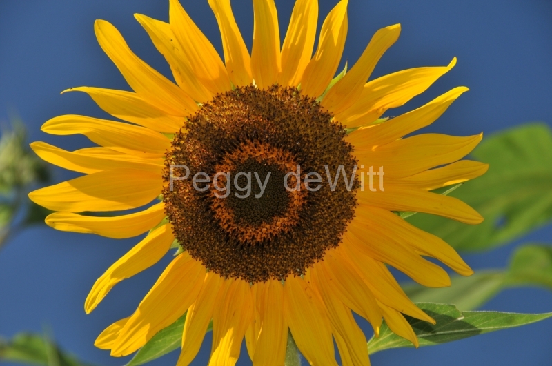 Sunflower Blue Sky #2860