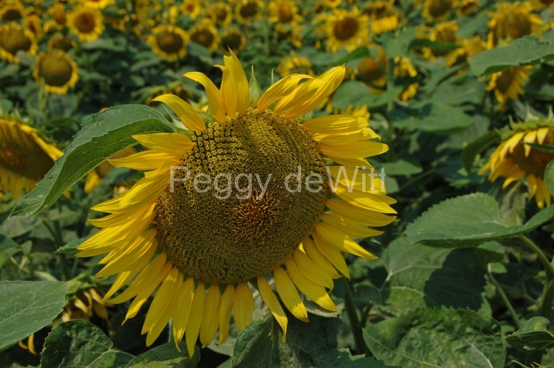 Sunflower Close-up #959