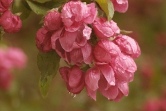 Apple Blossoms Wet #688 8x12