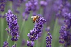 Field Lavender Bee #3556