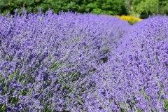 Field-Lavender-Big-Rows-3686