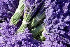 Field-Lavender-Bunches-3687
