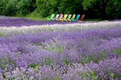 Field-Lavender-Chairs-Eight-3688