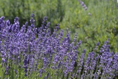 Field-Lavender-Closeup-3691