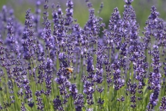 Field-Lavender-Closeup-Bee-3690