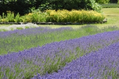Field-Lavender-Flowers-2019-3692