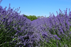 Field-Lavender-Low-Angle-3693