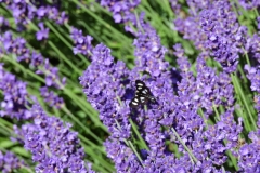Field-Lavender-Moth-3695
