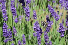 Field-Lavender-Moth-Bee-3694