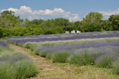 Field-Lavender-Path-3696