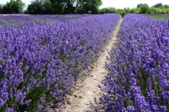 Field-Lavender-Path-Long-3697