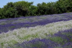 Field-Lavender-Purple-and-White-3698