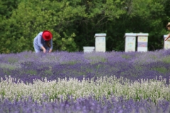 Field-Lavender-Red-Hat-3699
