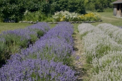 Field-Lavender-Rows-3700