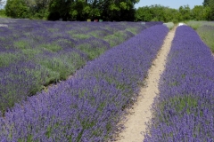 Field-Lavender-Rows-Path-2-3701