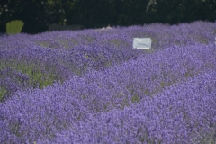 Field-Lavender-Sign-3702