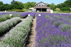 Field-Shed-Purple-and-White-Rows-3703