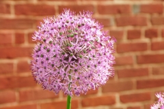 Flower Chives Brick #2532 2