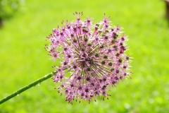 Flower Chives Macaulay House #2533