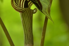 Flower Jack In Pulpit (v) #3204