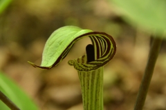 Flower Jack in Pulpit #3205