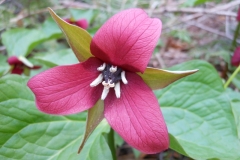 Flower Red Trillium Spring #3206