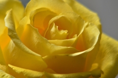 Flower Rose Yellow Soft #3208