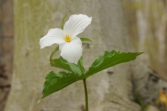 Flower Trillium White Spring #3209