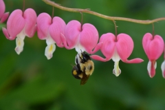 Flowers-Bleeding-Heart-Bee-3707