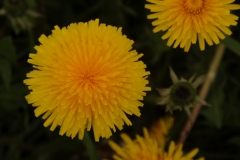 Flowers Dandelion #2384