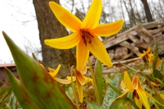 Flowers Dog Tooth Lily Closeup #3561