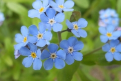 Flowers Forget Me Nots #3215