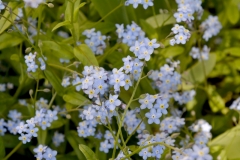 Flowers Forget Me Nots Garden #3562