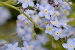 Flowers Forget Me Nots Garden (V) #3563