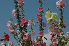 Flowers Hollyhocks 2 (v) #1265