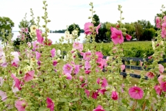 Flowers Hollyhocks Fence #3564