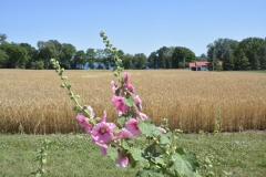 Flowers-Hollyhocks-Grain-Field-3715